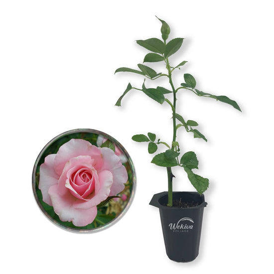 Our Lady of Guadalupe Rose Bush - Live Starter Plants in 2 Inch Pots - Beautifully Fragrant Heirloom Rose from Florida - A Versatile Beauty with a Rich Fragrance