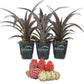 Cathy Ornamental Pineapple Plant - Live Starter Plants in 2 Inch Pots - Ananas Comosus - Non-Edible Ornamental Fruit Tree for The Patio and Garden (2 Plants)