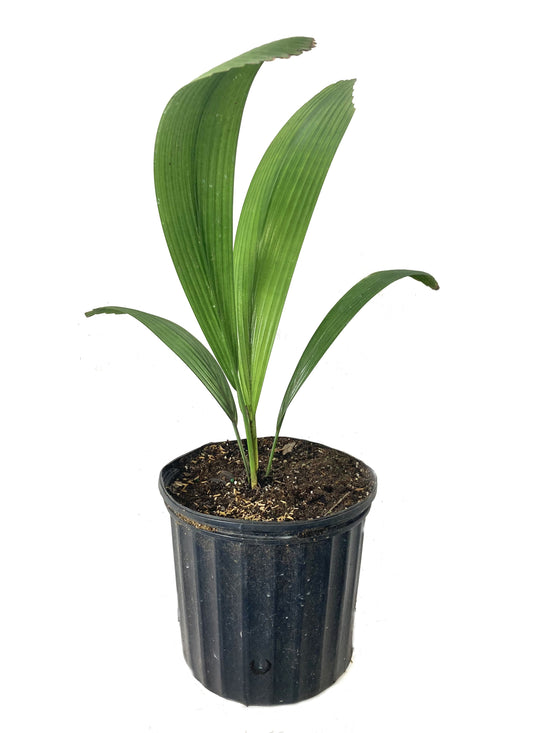 Joey Palm - Live Plant in a 3 Gallon Growers Pot - Johannesteijsmannia Altifrons - Extremely Rare Ornamental Palms of Florida