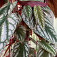 Rex Begonia Vine - Live Starter Plants in 2 Inch Pots - Cissus Discolor - Extremely Rare and Beautiful Vining Indoor Houseplant - Air Purifying