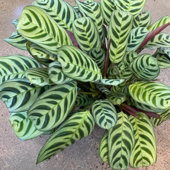 Calathea Burle Marxii Prayer Plant - Live Plants in 4 Inch Pots - Calathea Burle Marxii - Beautiful and Elegant Indoor Houseplants from The Nursery