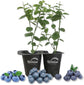 Blueberry Variety Pack - 2 Live Tissue Culture Starter Plants - Fruit Plant for Your Edible Garden