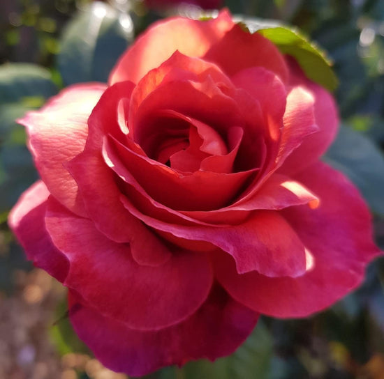 Hot Cocoa Rose Bush - Live Starter Plants in 4 Inch Pots - Beautifully Fragrant Rose from Florida - A Versatile Beauty with a Rich Fragrance