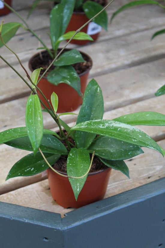 Hoya Silver Splash Plant - Live Plant in a 4 Inch Pot - Hoya Carnosa &