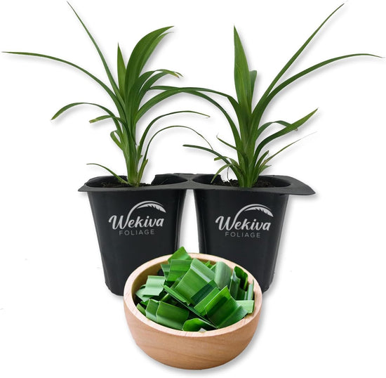 Pandan Plant - 2 Live Tissue Culture Starter Plants - Pandanus Amaryllifolius - Fragrant Flavor Sweet Edible Leaves