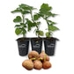 Fig Tree - 3 Live Tissue Culture Starter Plants - Ficus Carica - Edible Fruit Tree for The Patio and Garden