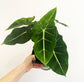 Alocasia - Live Plants in 4 Inch Pots - Florist Quality Air Purifying Indoor Plant - Nature&