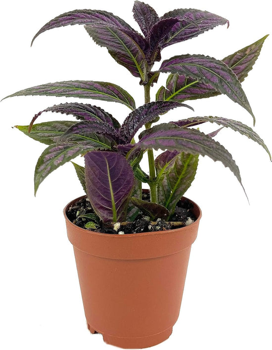 Persian Shield Plant - Live Starter Plants in 2 Inch Pots - Strobilanthes Dyerianus - Rare Indoor Outdoor Houseplant