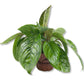 Camouflage Homalomena - Live Plant in a 4 Inch Nursery Pot - Homalomena &