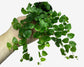 Ficus Tree - 4 Live Starter Plants in 2 Inch Pots - Stunning Easy Care Interior Houseplant