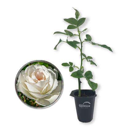 Iceberg Rose Bush - Live Starter Plants in 2 Inch Pots - Beautifully Fragrant Rose from Florida - A Versatile Beauty with a Rich Fragrance