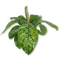 Camouflage Homalomena - Live Plant in a 4 Inch Nursery Pot - Homalomena &