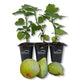 Fig Tree - 3 Live Tissue Culture Starter Plants - Ficus Carica - Edible Fruit Tree for The Patio and Garden