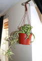 Enchanting Spider Plant Hanging Basket - Live Plant in a 4 Inch Hanging Basket - Chlorophytum Comosum - Nature&