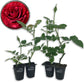 Red Intuition Rose Bush - Live Starter Plants in 2 Inch Pots - Beautifully Fragrant Heirloom Rose from Florida - A Versatile Beauty with a Rich Fragrance