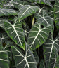 Alocasia - Live Plants in 4 Inch Pots - Florist Quality Air Purifying Indoor Plant - Nature&