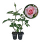 Our Lady of Guadalupe Rose Bush - Live Starter Plants in 2 Inch Pots - Beautifully Fragrant Heirloom Rose from Florida - A Versatile Beauty with a Rich Fragrance