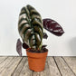 Alocasia - Live Plants in 4 Inch Pots - Florist Quality Air Purifying Indoor Plant - Nature&