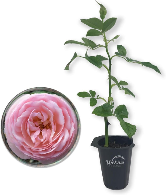 Josephine Land Rose Bush - Live Starter Plant in a 2 Inch Pot - Beautifully Fragrant Heirloom Rose from Florida - A Versatile Beauty with a Rich Fragrance