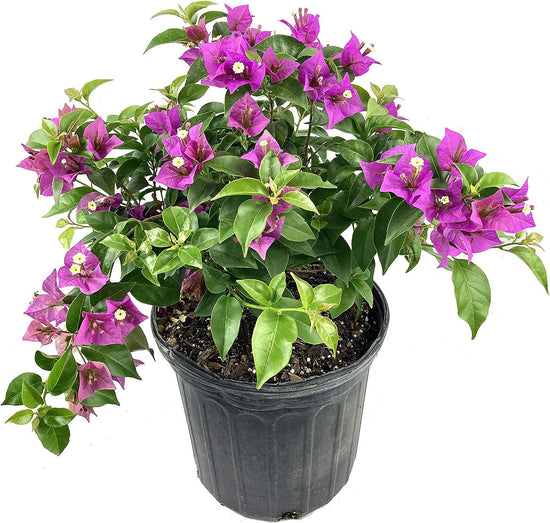 Purple Bougainvillea - Live Plant in a 3 Gallon Pot - Tropical Flowering Vine - Great for Gardens or Indoor Flowers