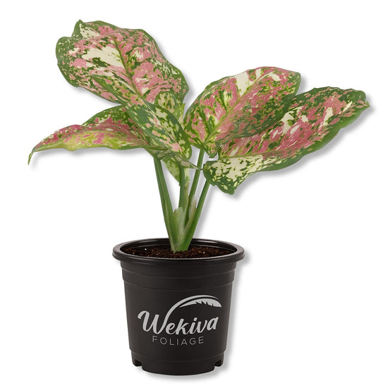 Pink Tricolor Aglaonema - Live Plant in a 4 Inch Pot - Aglaonema Pictum Tricolor - Extremely Rare Beautiful Indoor Houseplant - Nature&