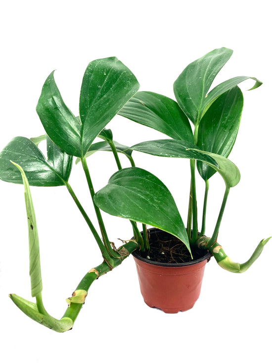 Dragon Tail Plant - Live Plant in a 4 Inch Pot - Rhaphidophora Decursiva - Extremely Rare Florist Quality Plants from Florida