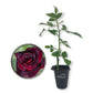 Baccara Rose Bush - Live Starter Plants in 2 Inch Pots - Beautifully Fragrant Heirloom Rose from Florida - A Versatile Beauty with a Rich Fragrance