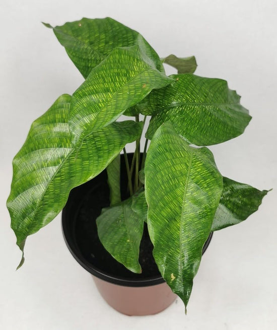 Calathea Musaica Network Prayer Plant - Live Plants in 4 Inch Pots - Calathea Musaica - Beautiful and Elegant Indoor Houseplants from The Nursery