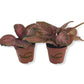 Purple Rain Episcia - Live Starter Plants in 2 Inch Pots - Beautiful Indoor Air Purifying Plant Flame Violets