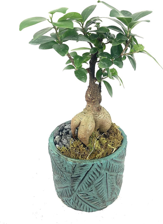 Bonsai Tropical Leaf Planter - Live Plant in a Teal 5 Inch Decorative Pot - Plant Variety is Grower&