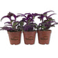 Purple Passion Plant - Royal Velvet Plant - Live Starter Plants in 2 Inch Pots - Gynura Aurantica - Rare Indoor Houseplant