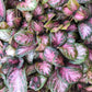 Purple Rain Episcia - Live Starter Plants in 2 Inch Pots - Beautiful Indoor Air Purifying Plant Flame Violets