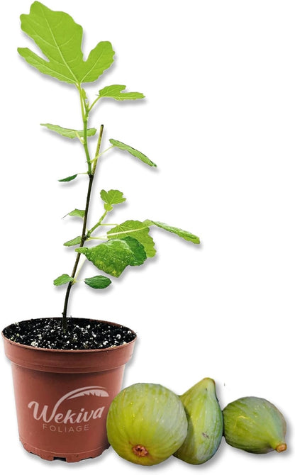 Fig Tree - Live Plants in 4 Inch Pots - Ficus Carica - Edible Fruit Tree for The Patio and Garden