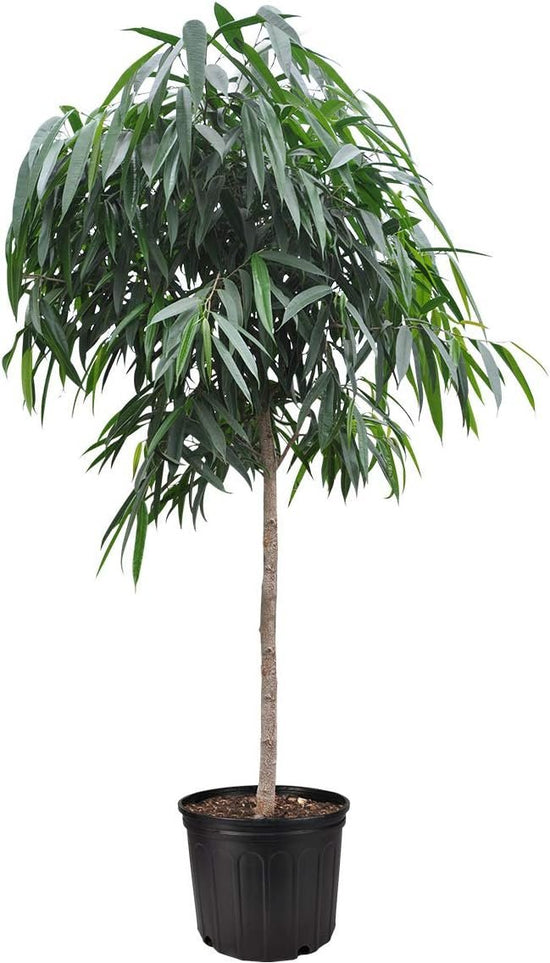 Ficus Alii Standard Tree - Live Plant in a 10 Inch Pot - Ficus Binnendiijkii &