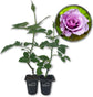 Lagerfeld Rose Bush - Live Starter Plants in 2 Inch Pots - Beautifully Fragrant Heirloom Rose from Florida - A Versatile Beauty with a Rich Fragrance