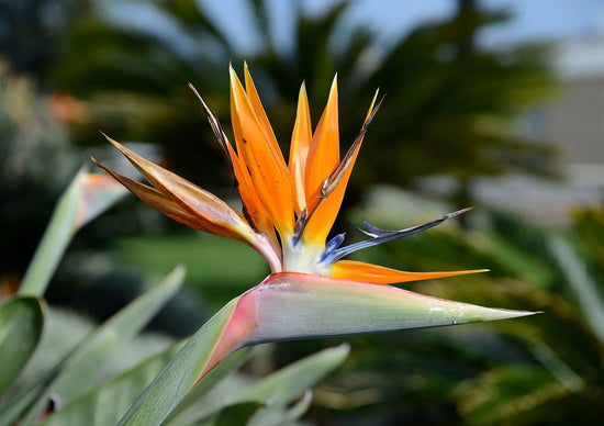 Orange Bird of Paradise - Live Plant in a 3 Gallon Pot - Strelitzia Reginae - Rare and Stunning Tropical Evergreen Plant