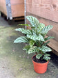 Calathea Prayer Plant - Live Plant in a 2 Inch Pot - Starter Plants - Beautiful and Elegant Easy Care Indoor Houseplants from The Nursery