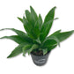 Dracaena Janet Craig Compacta - Live Plant in a 4 Inch Pot - Dracaena Deremensis &