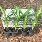 Pandan Plant - 4 Live Starter Plants in 2 Inch Pots - Pandanus Amaryllifolius - Fragrant Flavor Sweet Edible Leaves