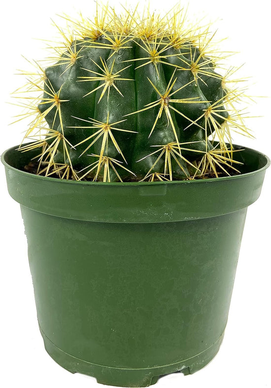 Golden Barrel Cactus - Live Plant in a 6 Inch Pot - Echinocactus Grusonii - Beautiful and Unique Cactus Succulent