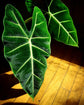 Alocasia - Live Plants in 4 Inch Pots - Florist Quality Air Purifying Indoor Plant - Nature&