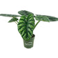 Alocasia - Live Plants in 4 Inch Pots - Florist Quality Air Purifying Indoor Plant - Nature&