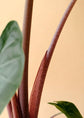 Alocasia - 4 Live Starter Plants in 2 Inch Pots - Alocasia - Florist Quality Air Purifying Indoor Plant - Nature&