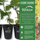 Fig Tree - Live Plants in 4 Inch Pots - Ficus Carica - Edible Fruit Tree for The Patio and Garden