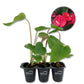 Red Sensation Anthurium - Live Starter Plants in 2 Inch Pots - Anthurium Andraeanum - Elegant Low Maintenance Air Purifying Indoor Houseplant