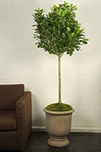 Dianiella Ficus Weeping Fig Standard Single Trunk - Live Plant in an 10 Inch Growers Pot - Ficus Benjamina Daniella - Large Ornamental Interior Tree