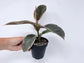 Ruby Ficus Rubber Plant - Live Plants in 2 Inch Pots - Ficus Elastica &