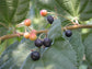 Sherbet Berry Phalsa Plant - 4 Live Starter Plants in 2 Inch Pots - Grewia Asiatica - Sweet Edible Fruit Tree for The Garden