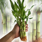 Lucky Indoor Bamboo - Live Plant - Ships Bare Root - 4 Inch Straight Stalks - Air Purifying Feng-Shui Zen Garden Houseplants