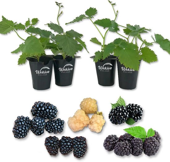 Blackberry Variety Pack - 4 Live Starter Plants - Rubus - Four Live Starter Plants for Your Edible Garden